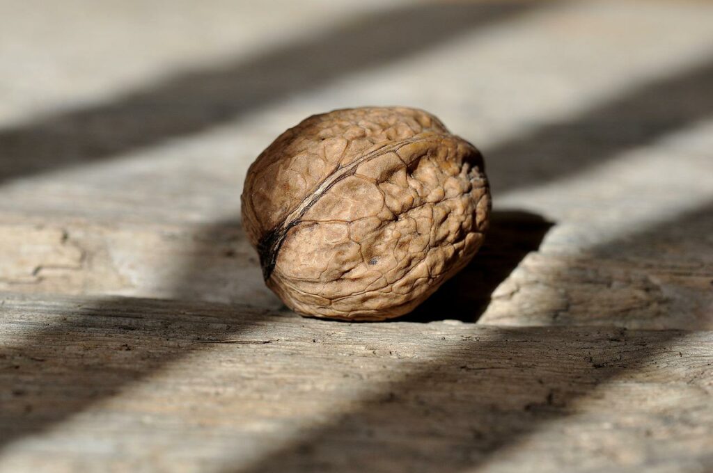 walnut, nut, nuts-658569.jpg